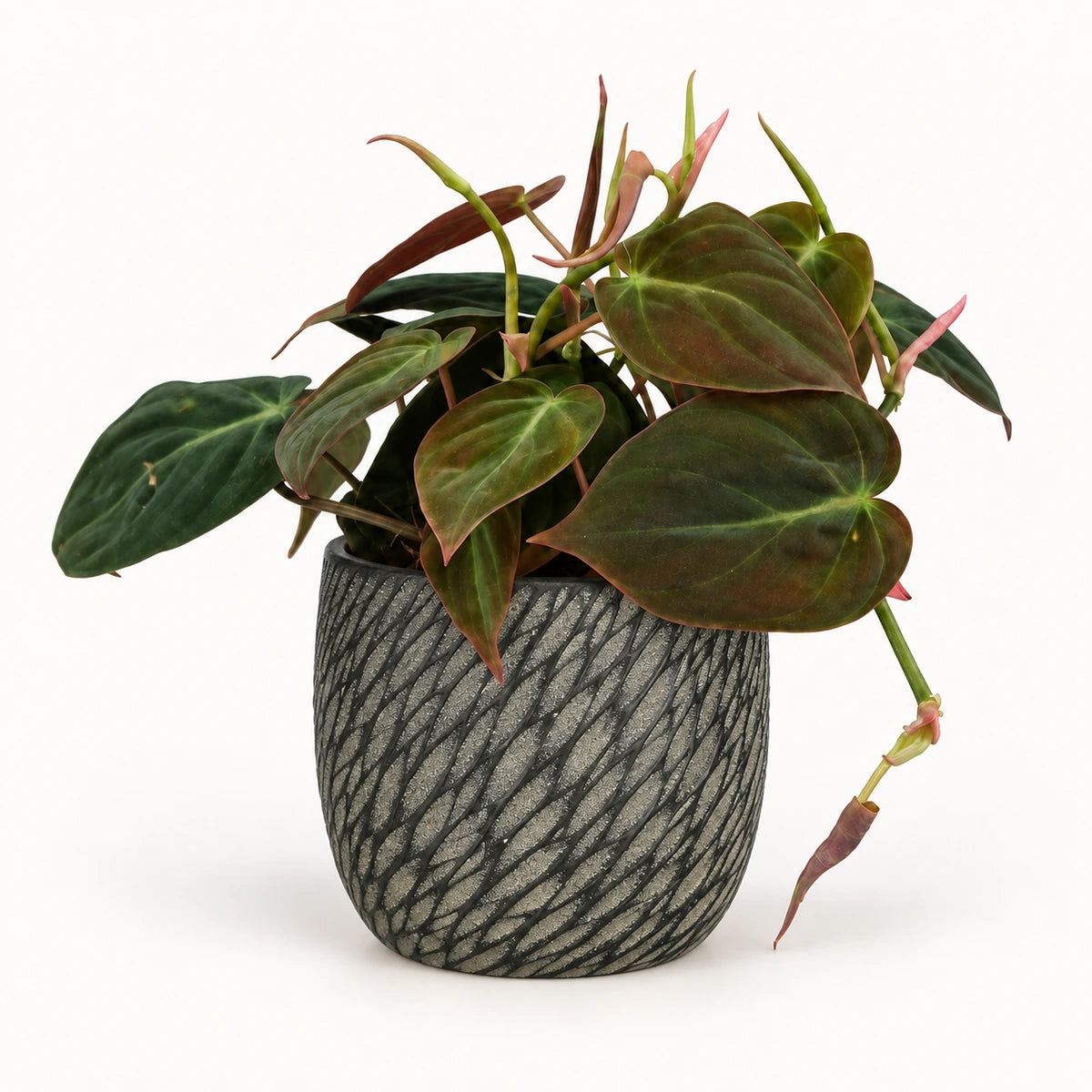 Philodendron 'micans' 12cm + Elio anthracite 12.5cm (1163962)