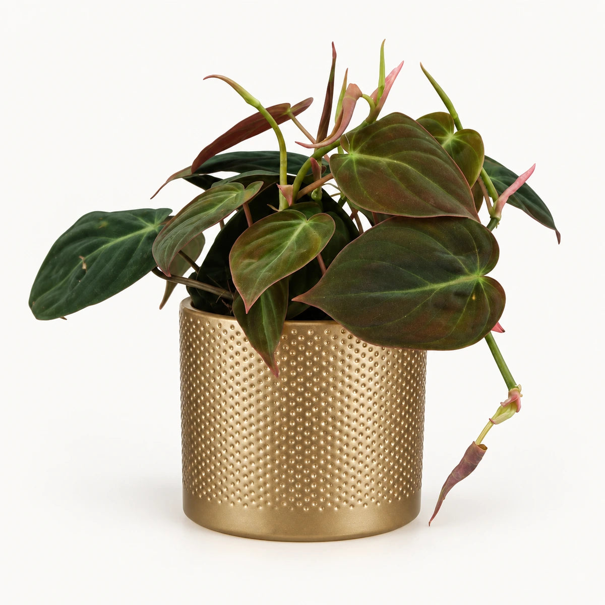Philodendron 'micans' 12cm + Era gold relief 14cm (1059868)