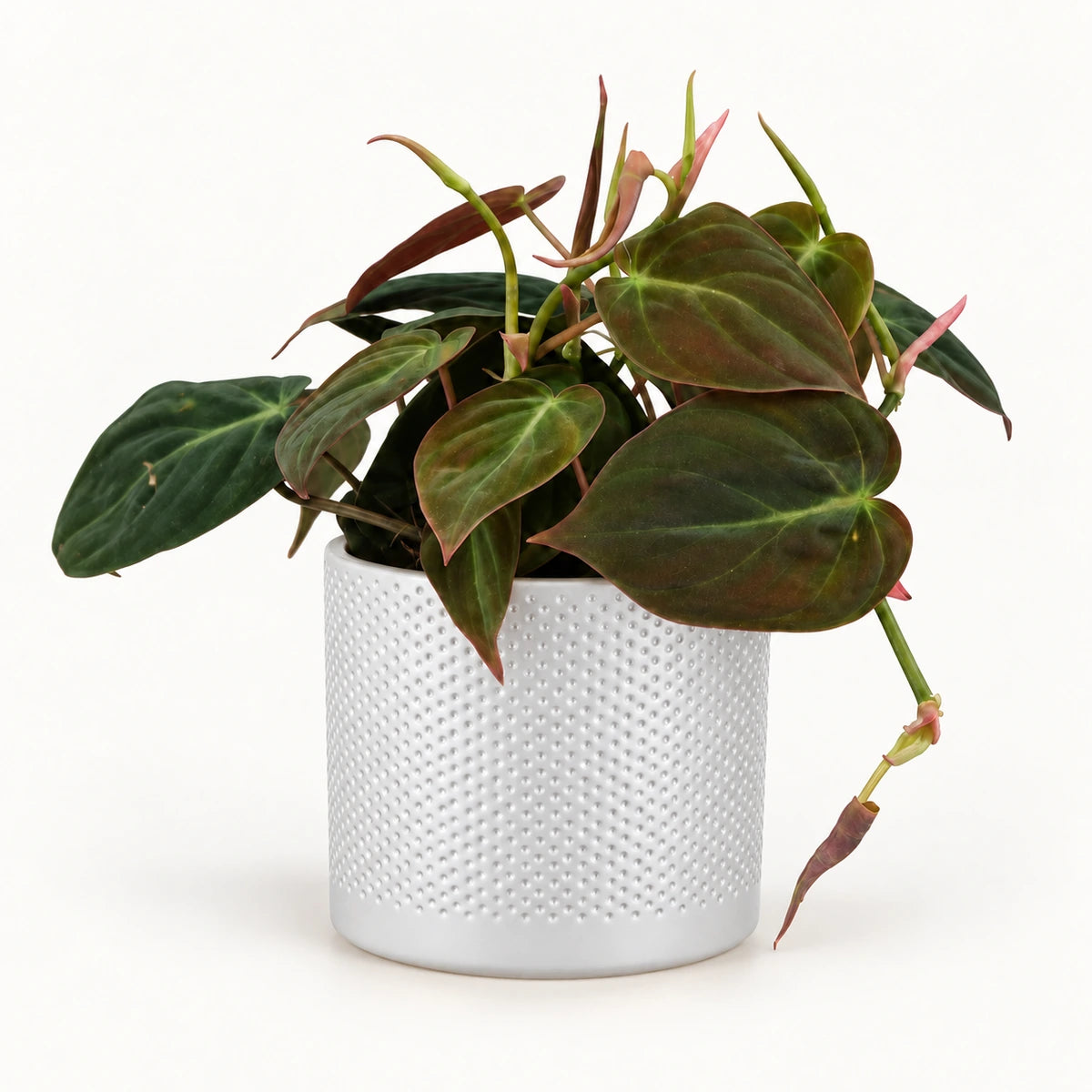 Philodendron 'micans' 12cm + Era white relief 14cm (1051623)