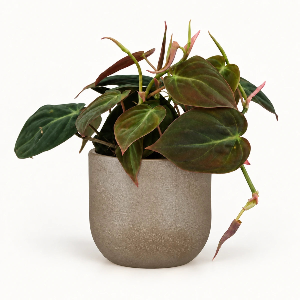 Philodendron 'micans' 12cm + Nora taupe 14cm (1074613)