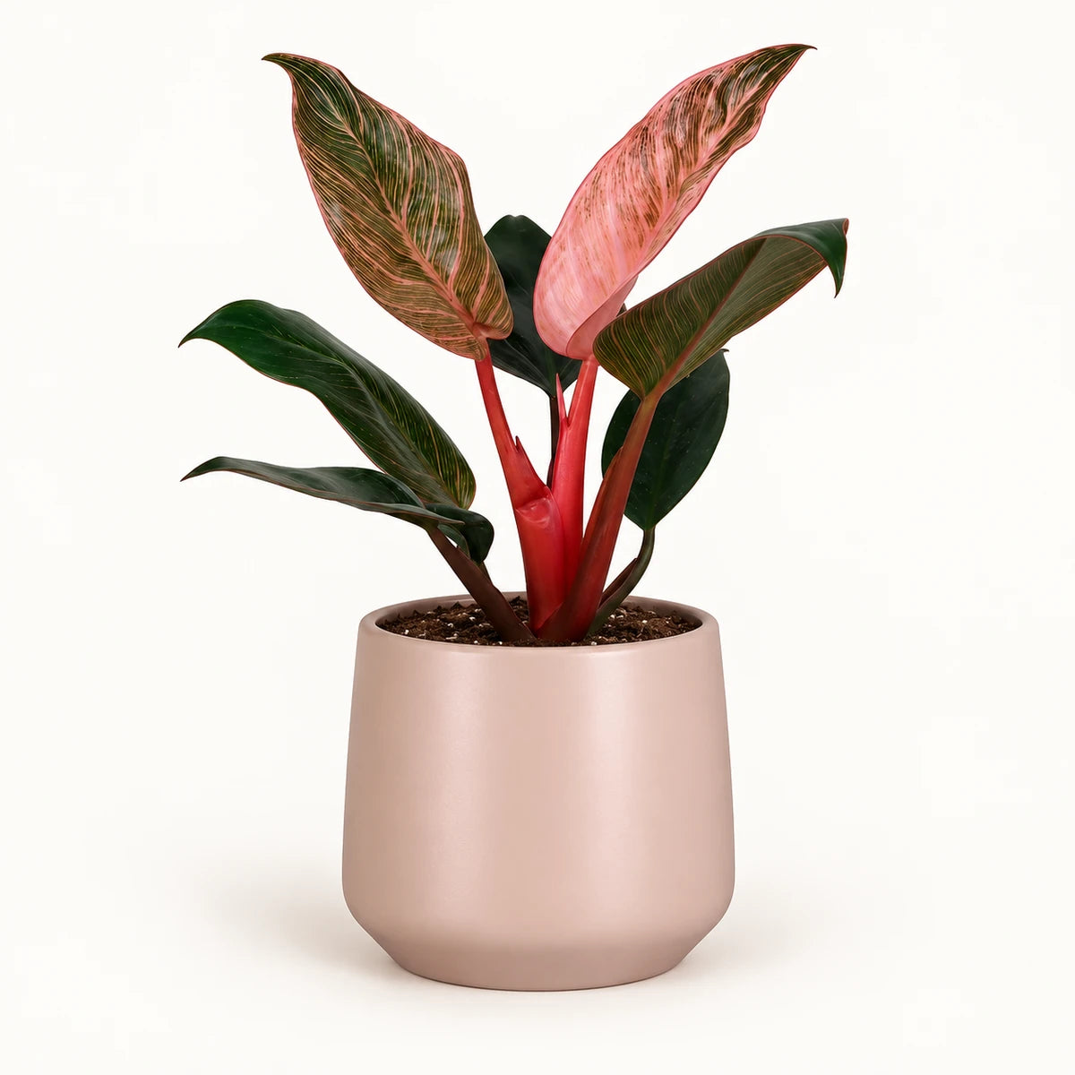 Philodendron 'Pink Bikini' 12cm + Amber l. pink matt 14.5cm (1094378)