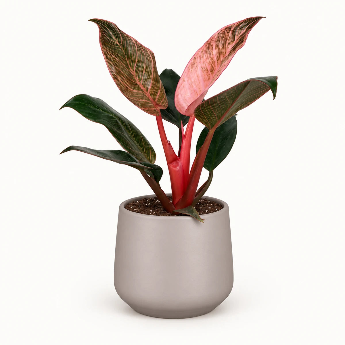 Philodendron 'Pink Bikini' 12cm + Amber taupe matt 12cm (1087665)