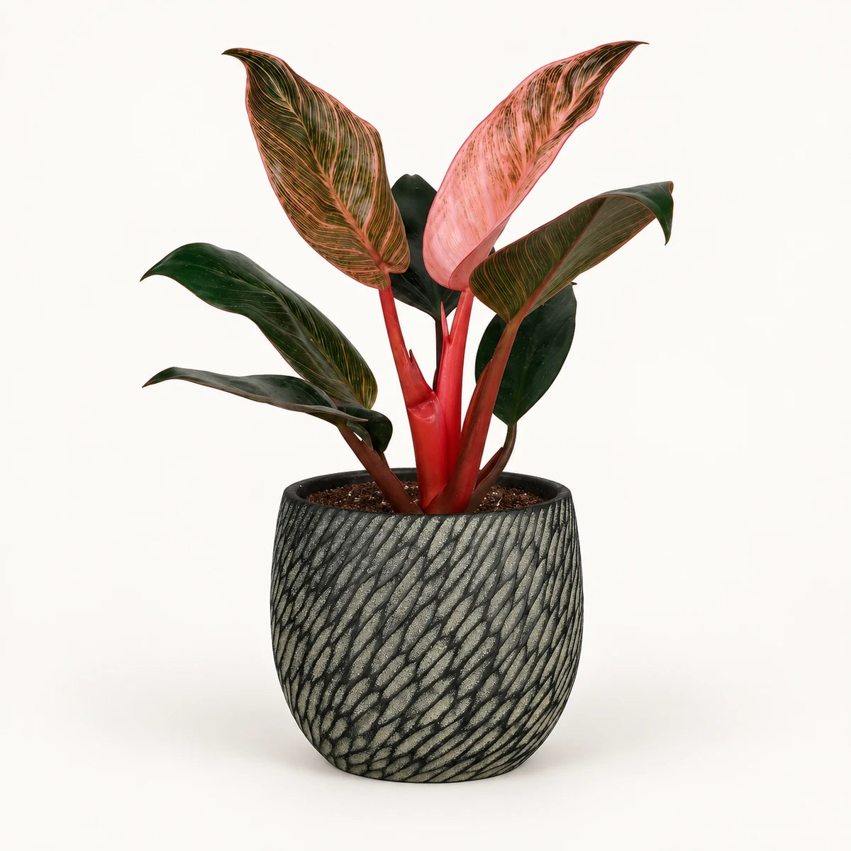 Philodendron 'Pink Bikini' 12cm + Elio anthracite 12.5cm (1163962)