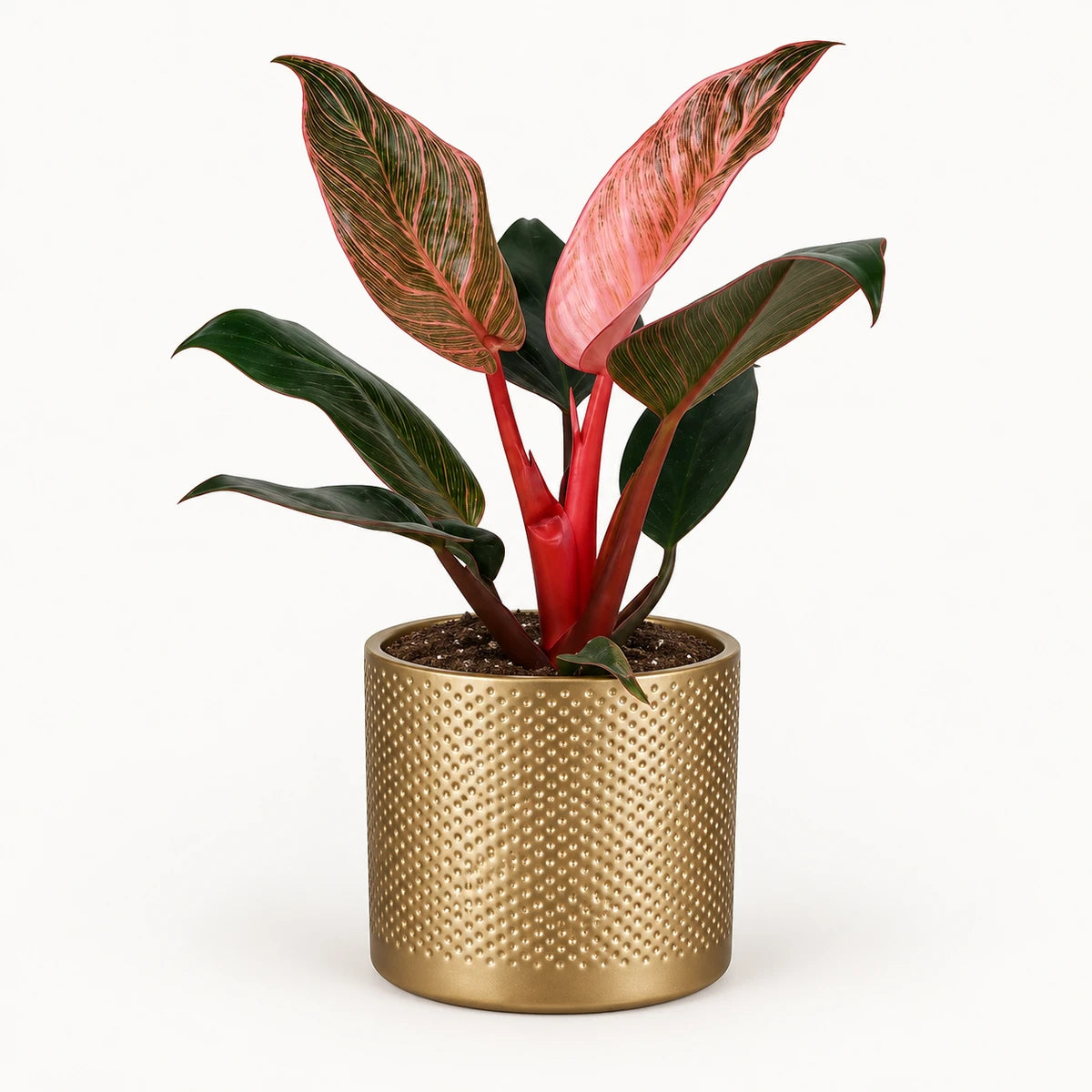 Philodendron 'Pink Bikini' 12cm + Era gold relief 14cm (1059868)