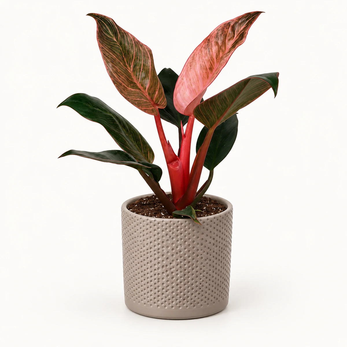 Philodendron 'Pink Bikini' 12cm + Era taupe relief 12cm (1051627)