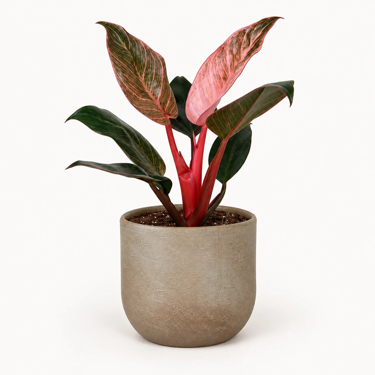Philodendron 'Pink Bikini' 12cm + Nora taupe 14cm (1074613)