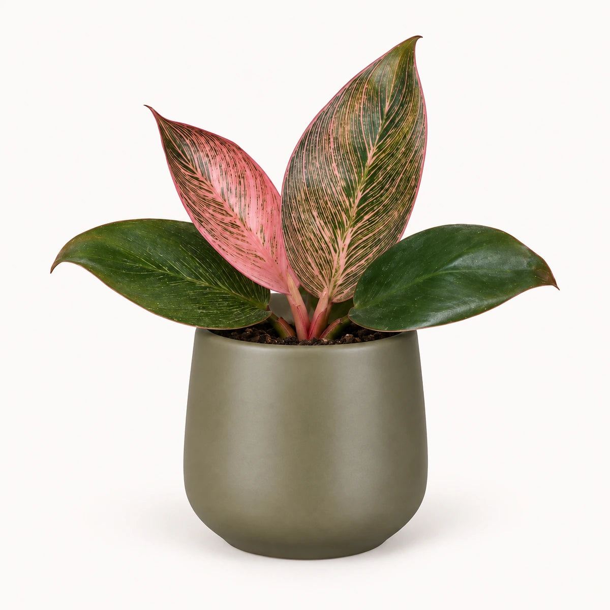 Philodendron 'Pink Bikini' 6cm + Amber green matt 6cm (1094372)