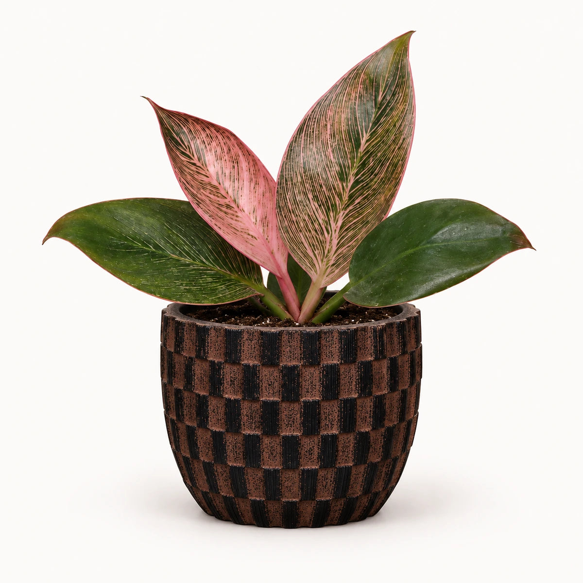 Philodendron 'Pink Bikini' 6cm + Capi Egg wave brown 10cm (BWVB139)