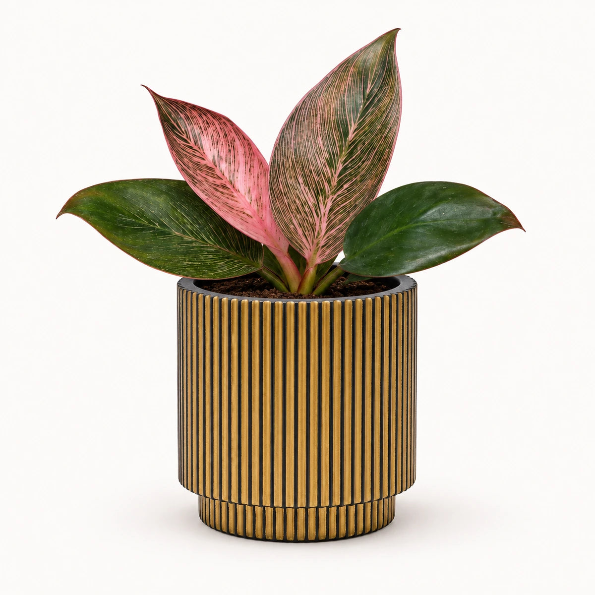Philodendron 'Pink Bikini' 6cm + Capi Vase cylinder groove black-gold 8cm (BGVGB311)