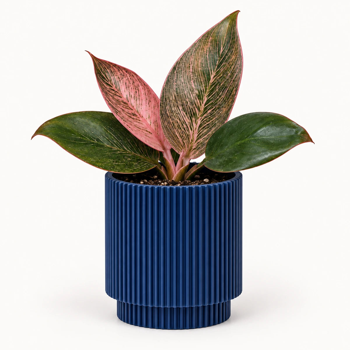 Philodendron 'Pink Bikini' 6cm + Capi Vase cylinder groove dark blue 8cm (BGVDB311)