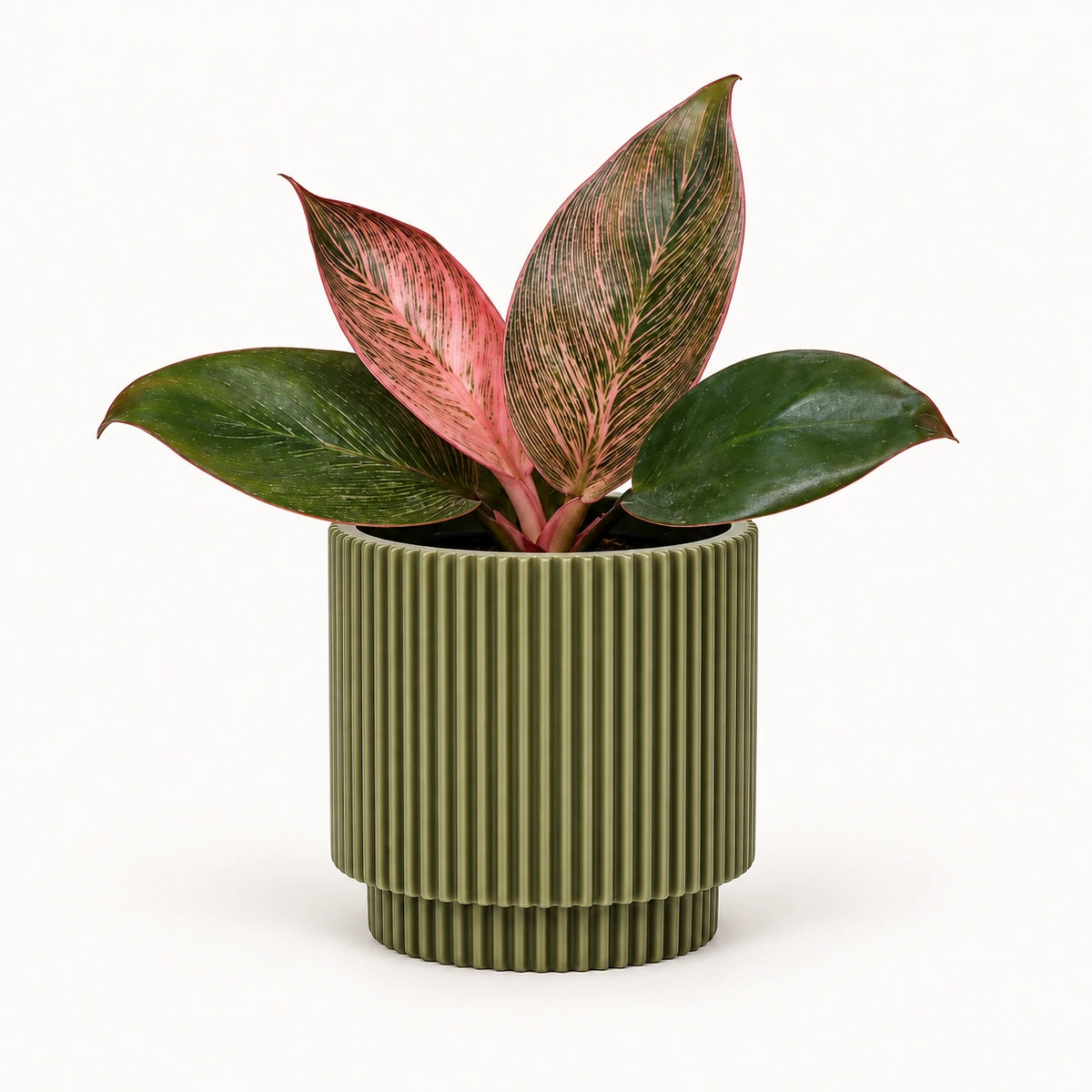 Philodendron 'Pink Bikini' 6cm + Capi Vase cylinder groove green 8cm (BGVGN311)