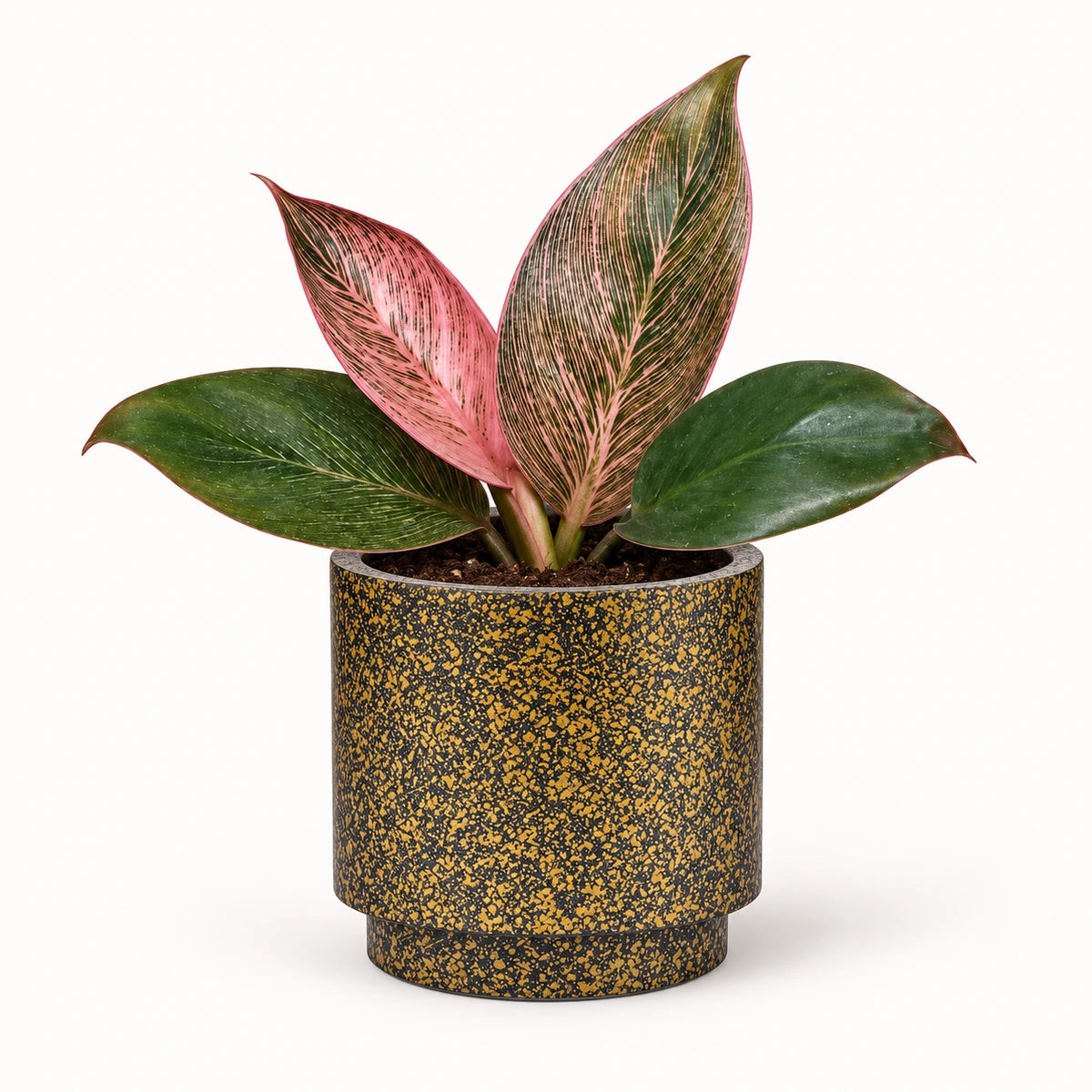 Philodendron 'Pink Bikini' 6cm + Capi Vase cylinder Terrazzo gold 8cm (BTZG311)