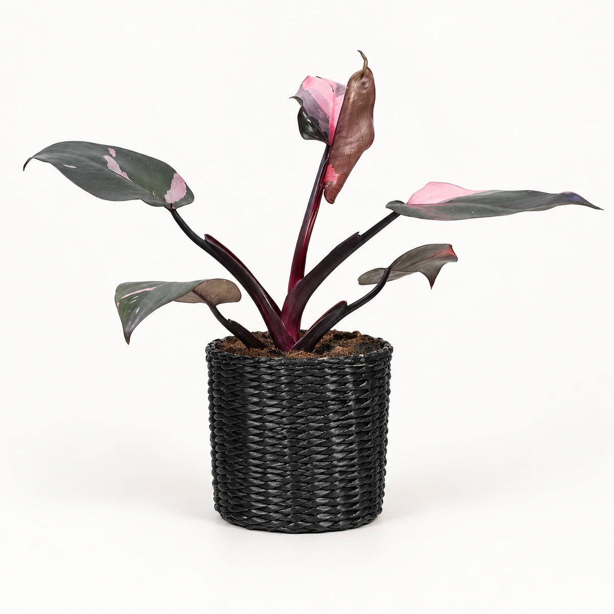 Philodendron 'Pink Princess' 12cm + Alexis black 13cm (1102736) — 3