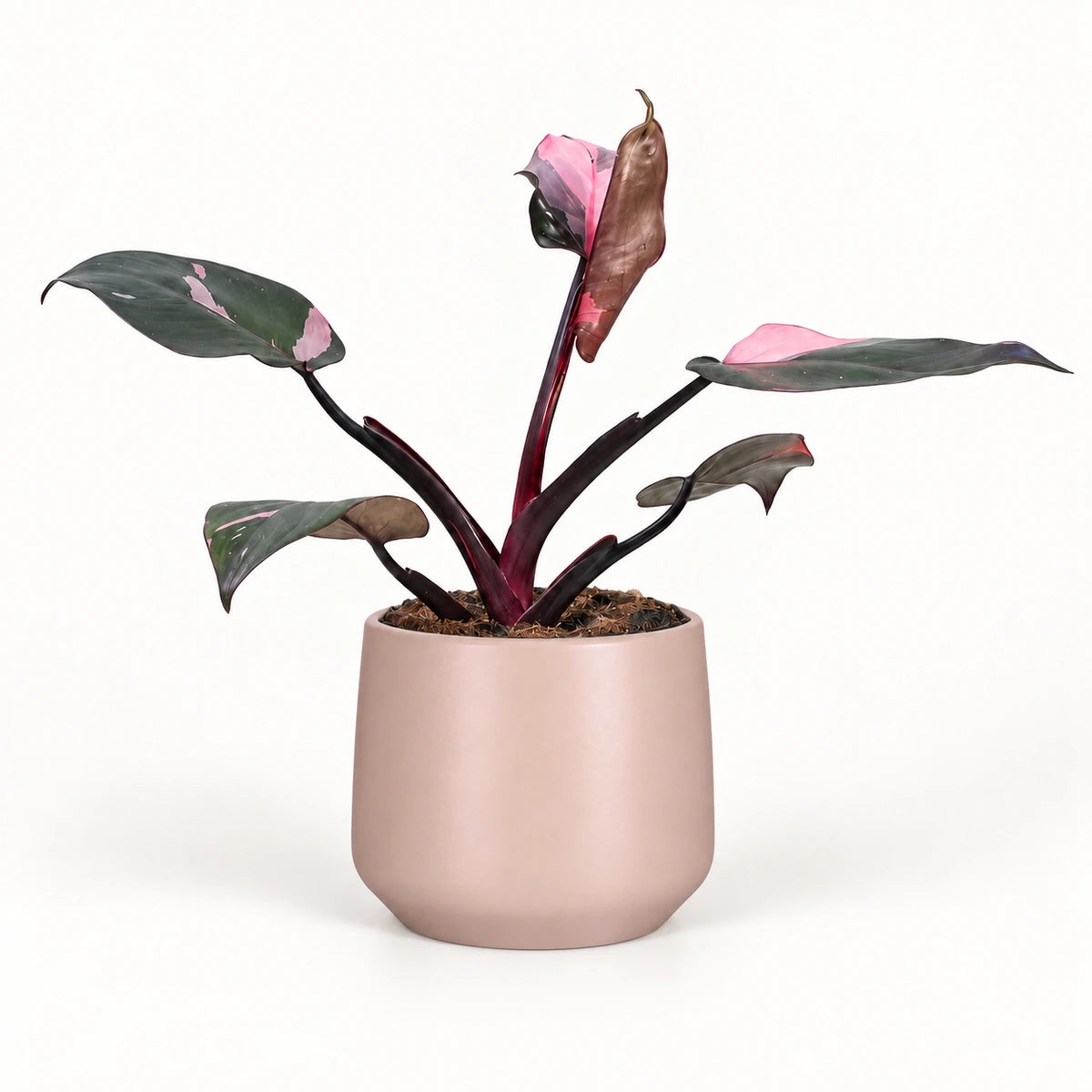 Philodendron 'Pink Princess' 12cm + Amber l. pink matt 13cm (1097325)