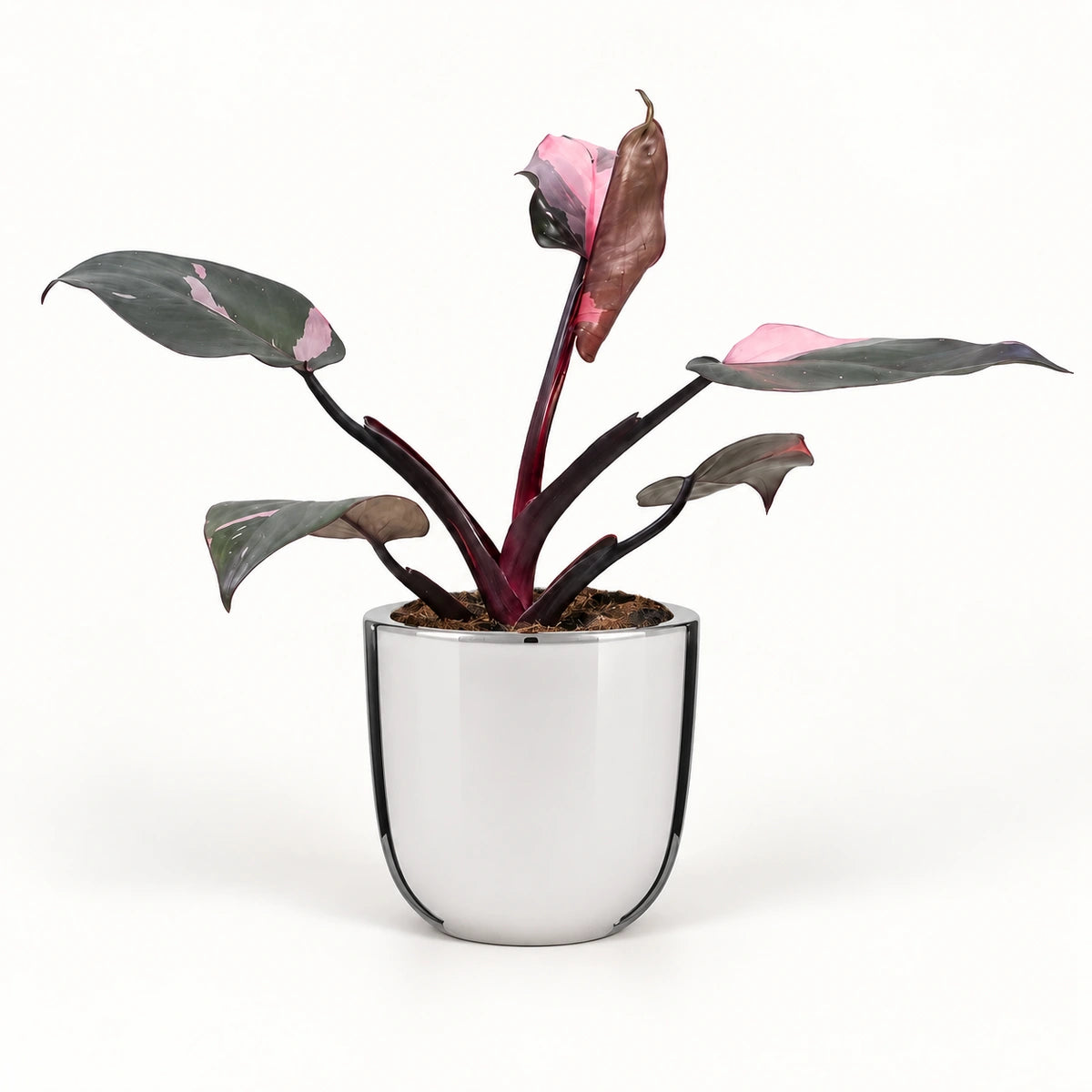 Philodendron 'Pink Princess' 12cm + Chaz silver 13.5cm (116701)