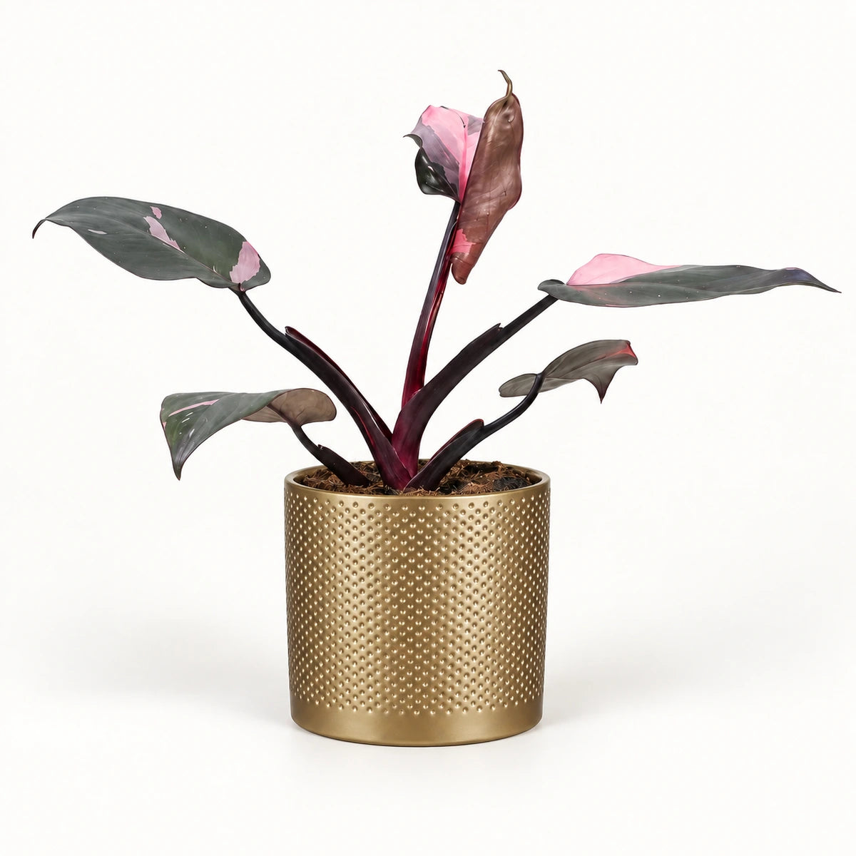 Philodendron 'Pink Princess' 12cm + Era gold relief 14cm (1059868)