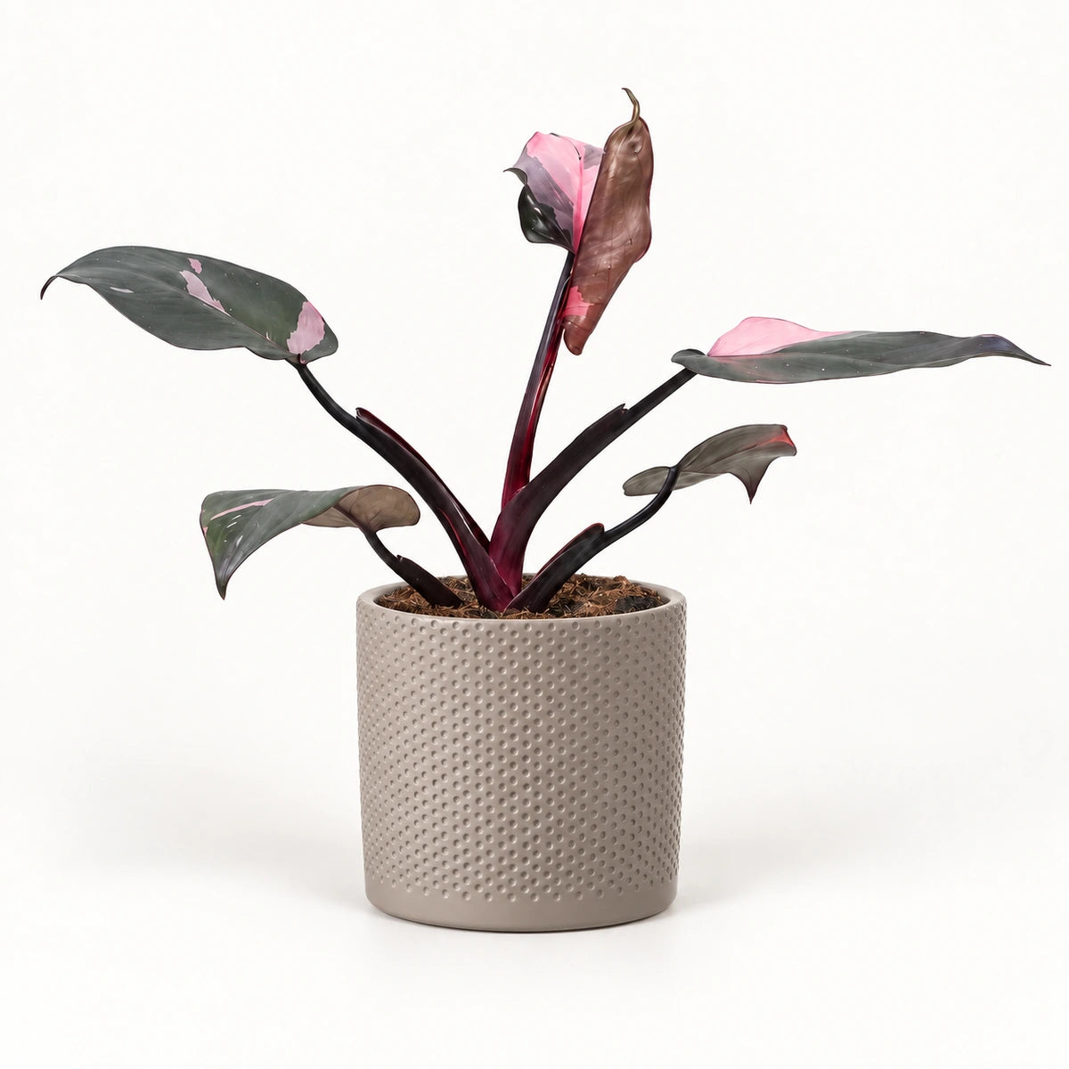 Philodendron 'Pink Princess' 12cm + Era taupe relief 14cm (1051628)