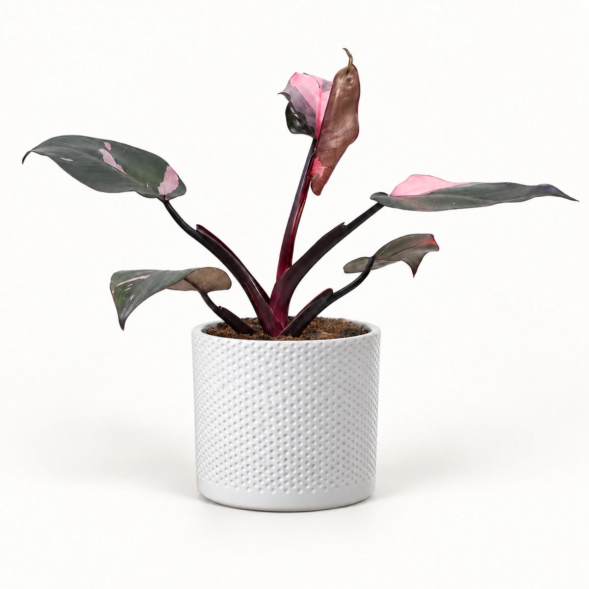 Philodendron 'Pink Princess' 12cm + Era white relief 14cm (1051623)