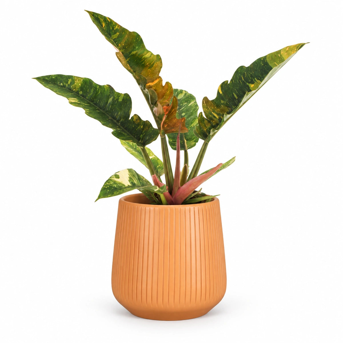 Philodendron 'ring of fire' 12cm + Amber orange vertical 13cm (1133678)