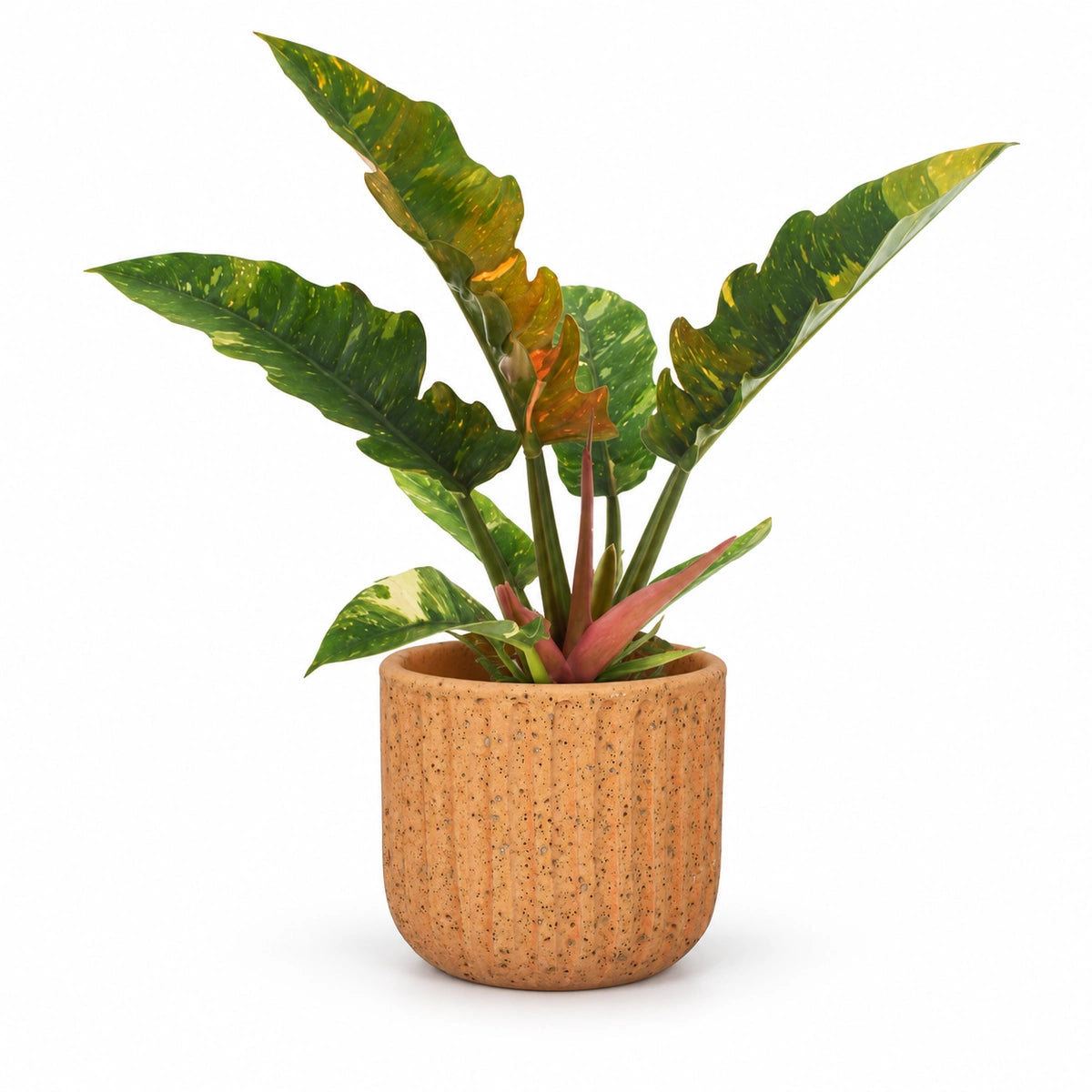 Philodendron 'ring of fire' 12cm + Dante l. brown 14cm