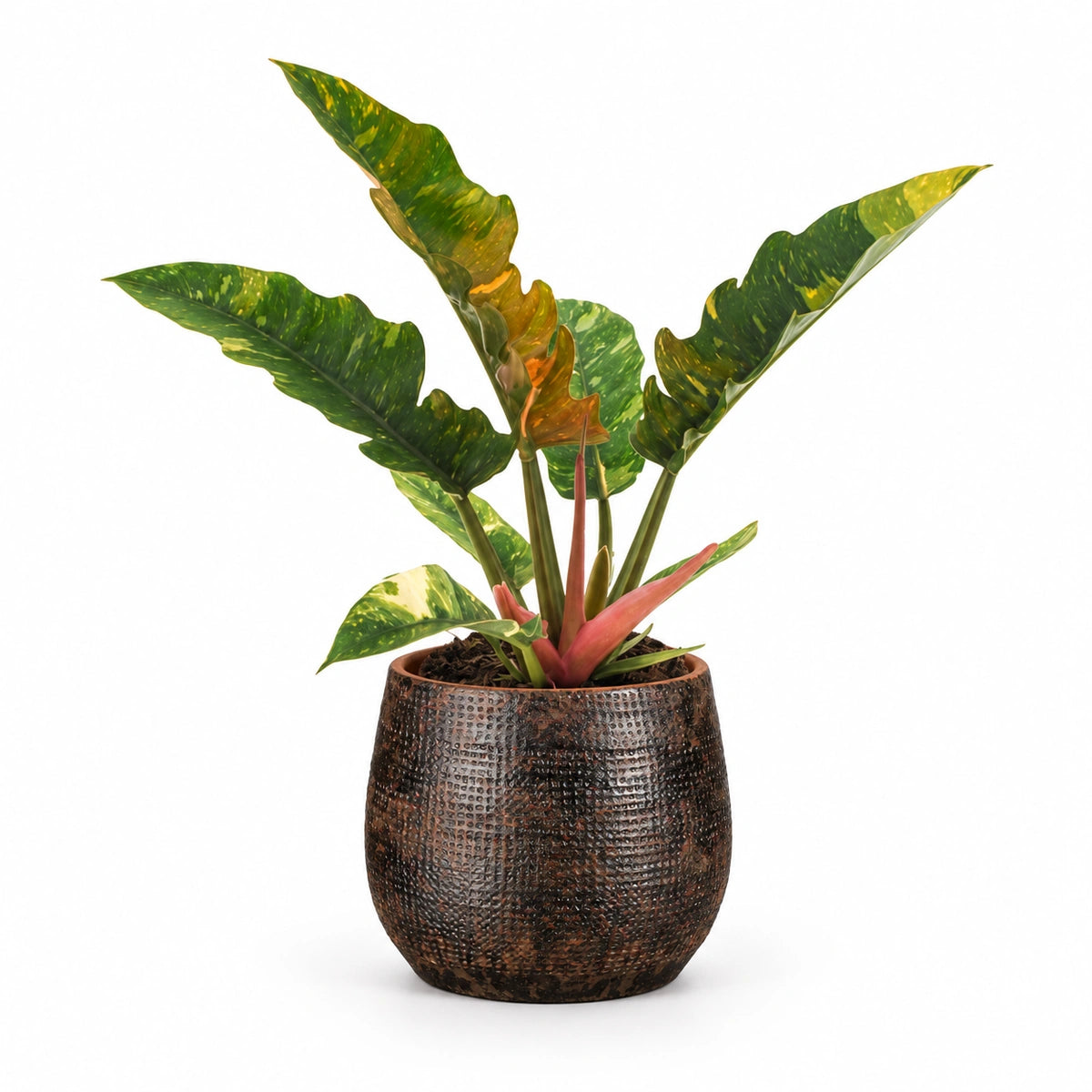 Philodendron 'ring of fire' 12cm + Enrique brown 13cm (1157584)