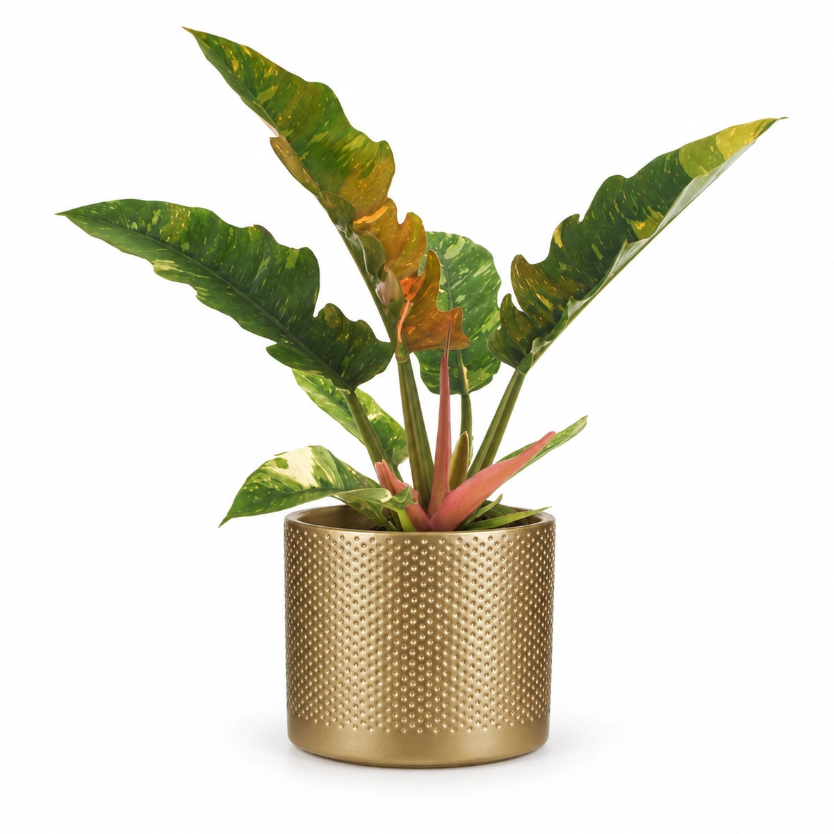 Philodendron 'ring of fire' 12cm + Era gold relief 14cm (1059868)