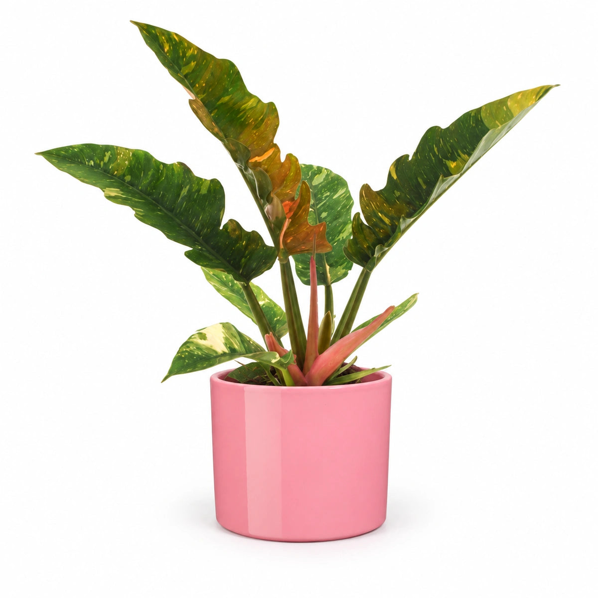 Philodendron 'ring of fire' 12cm + Era pink 12cm (1135539)