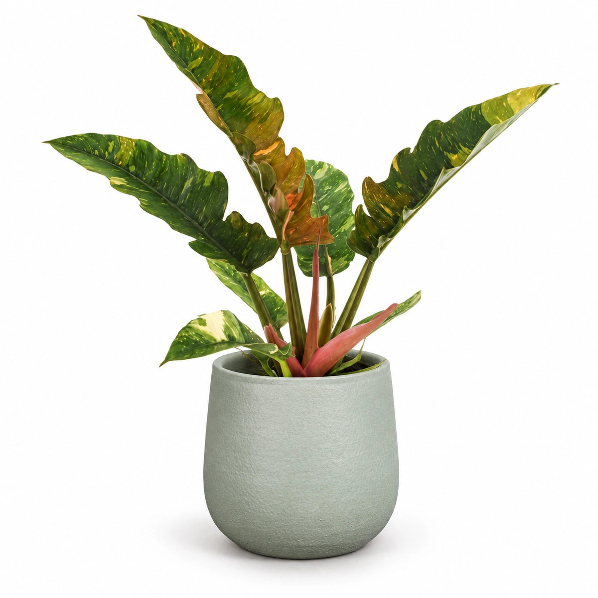Philodendron 'ring of fire' 12cm + Sevilla grey 12.5cm (1175801)