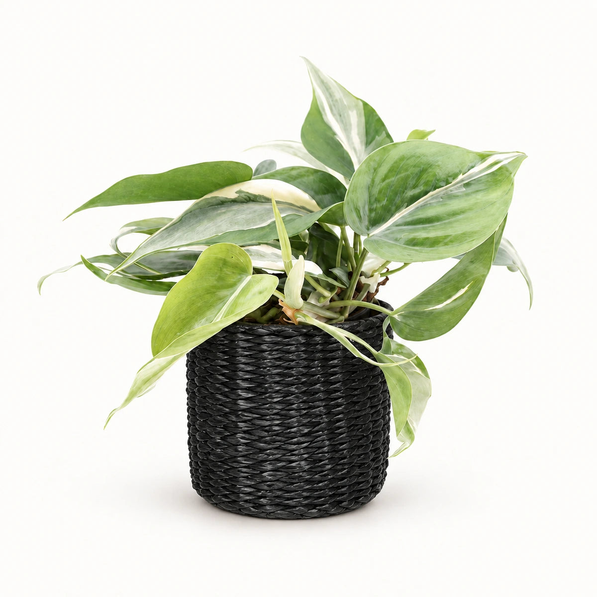 Philodendron 'Rio' 12cm + Alexis black 13cm (1102736) — σχέδιο 3