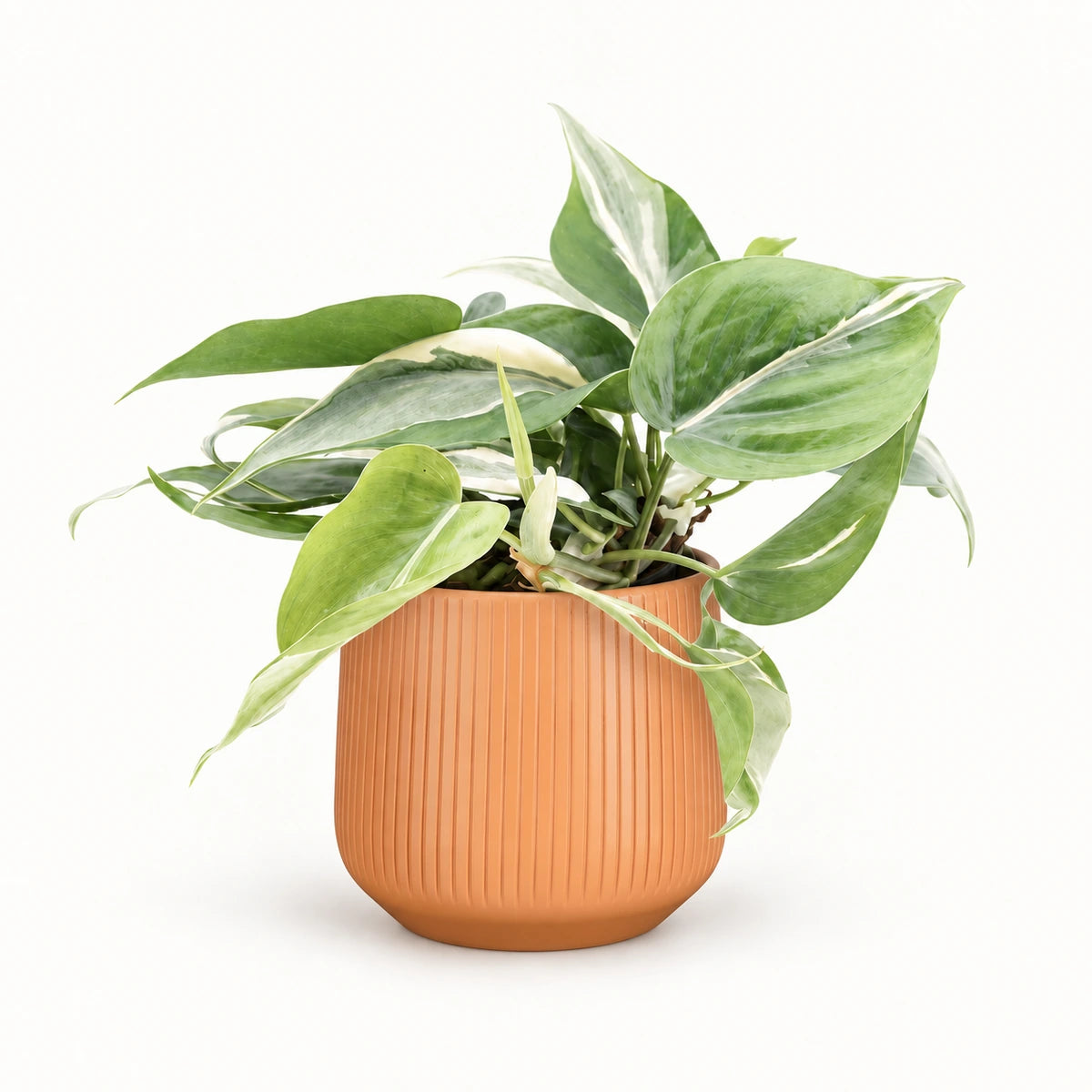Philodendron 'Rio' 12cm + Amber orange vertical 13cm (1133678)