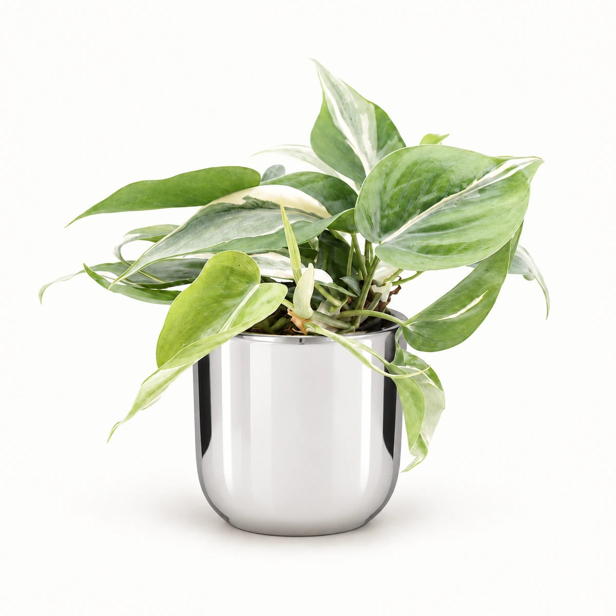 Philodendron 'Rio' 12cm + Chaz silver 13.5cm (116701)