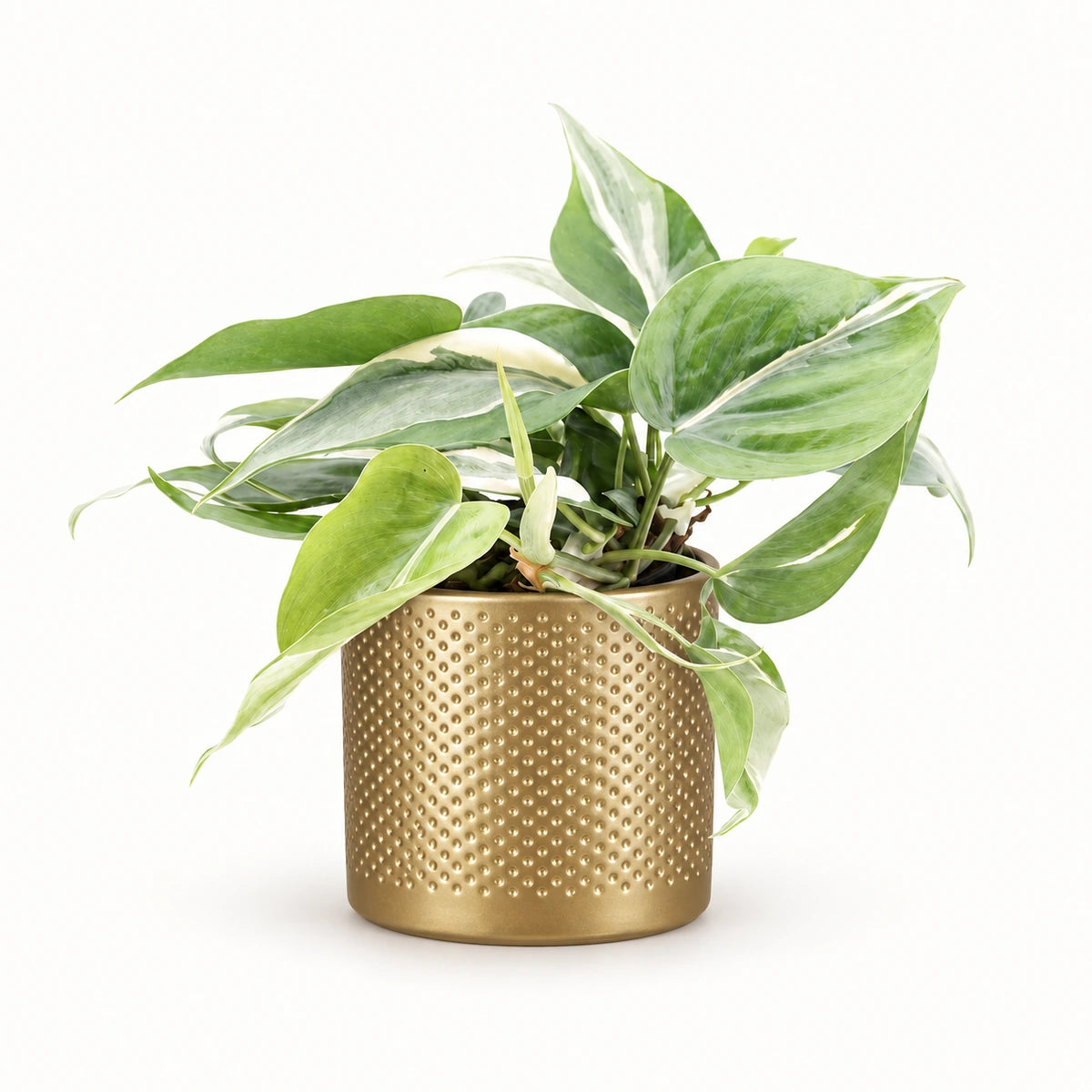 Philodendron 'Rio' 12cm + Era gold relief 14cm (1059868)