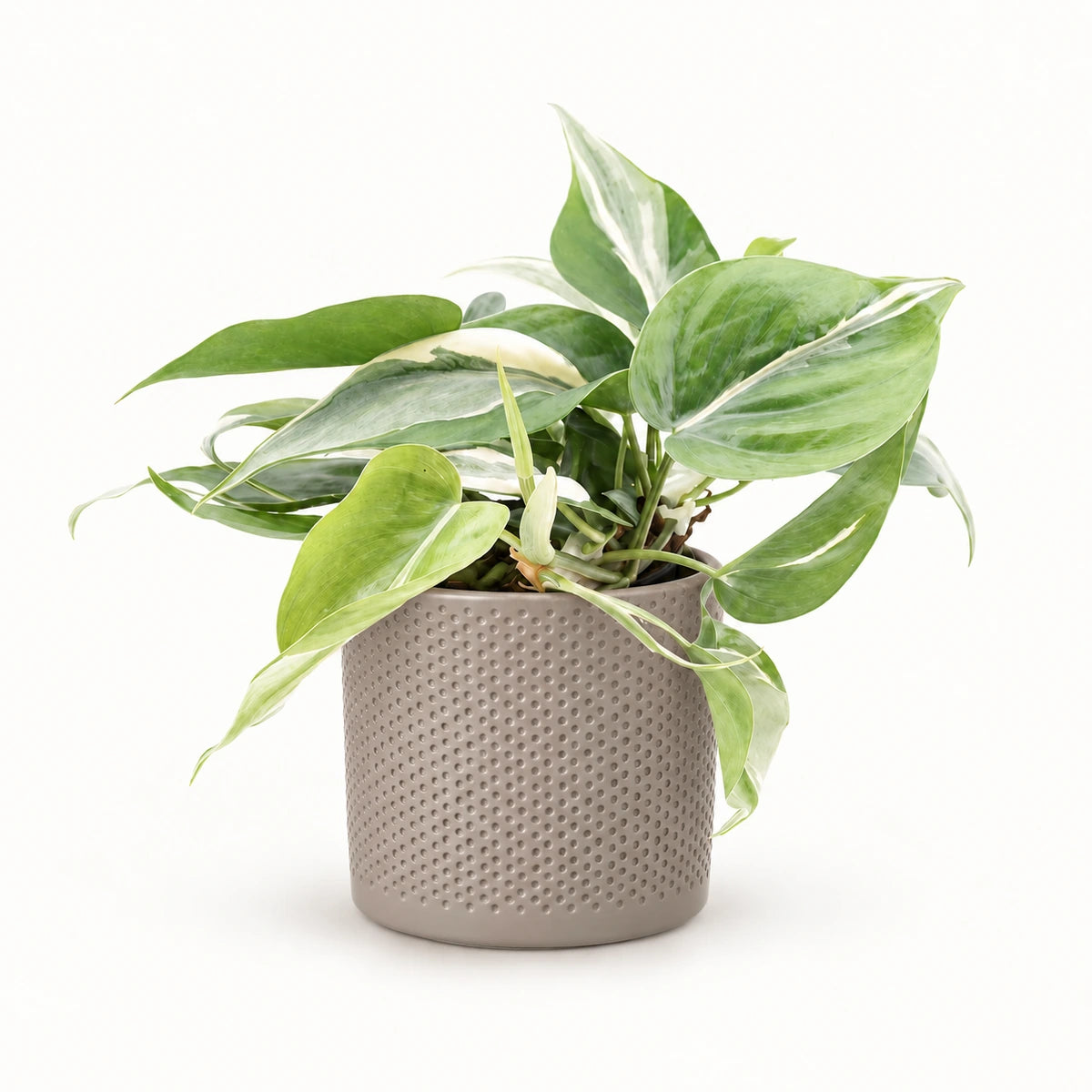 Philodendron 'Rio' 12cm + Era taupe relief 14cm (1051628)