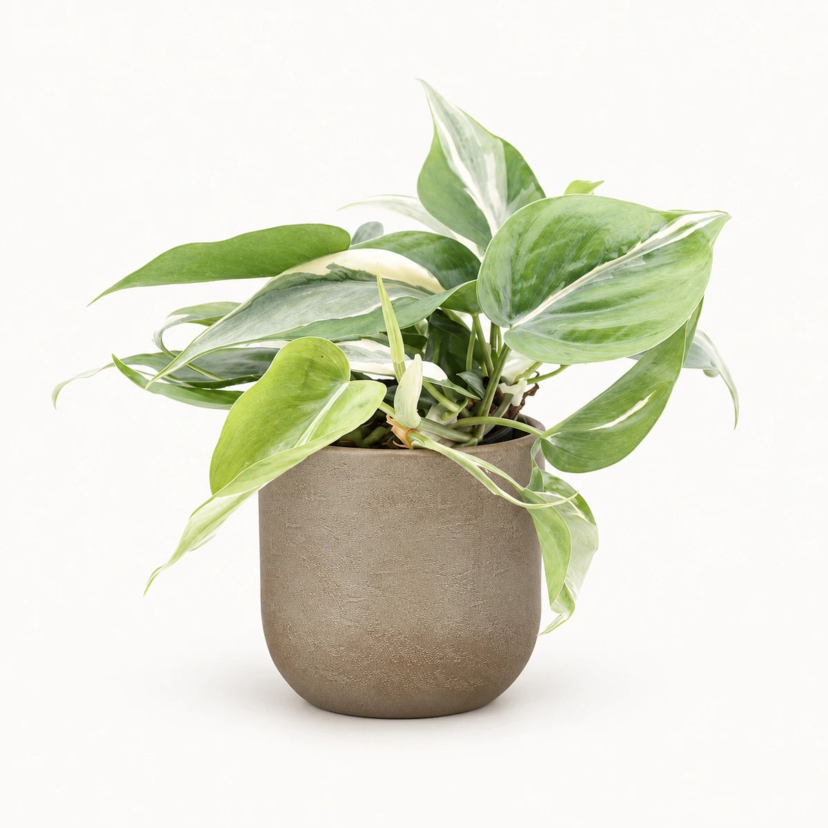 Philodendron 'Rio' 12cm + Nora taupe 14cm (1074613)