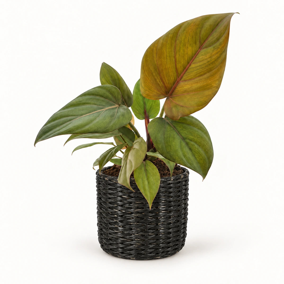 Philodendron 'Summer Glory' 12cm + Alexis black 13cm (1102736) — 3