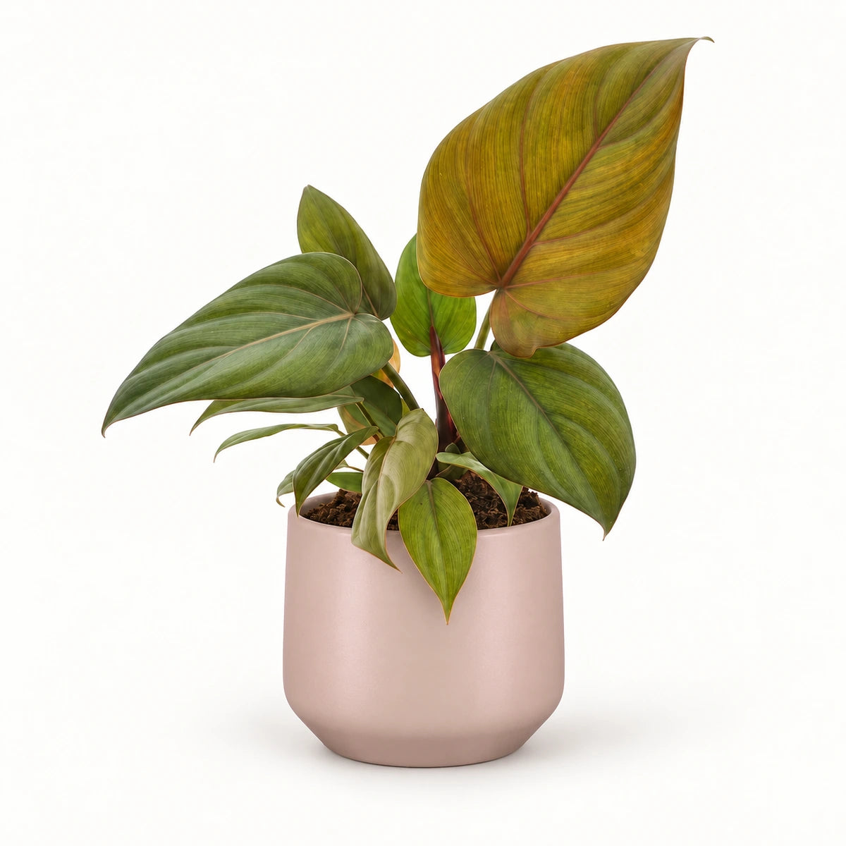 Philodendron 'Summer Glory' 12cm + Amber l. pink matt 13cm (1097325)