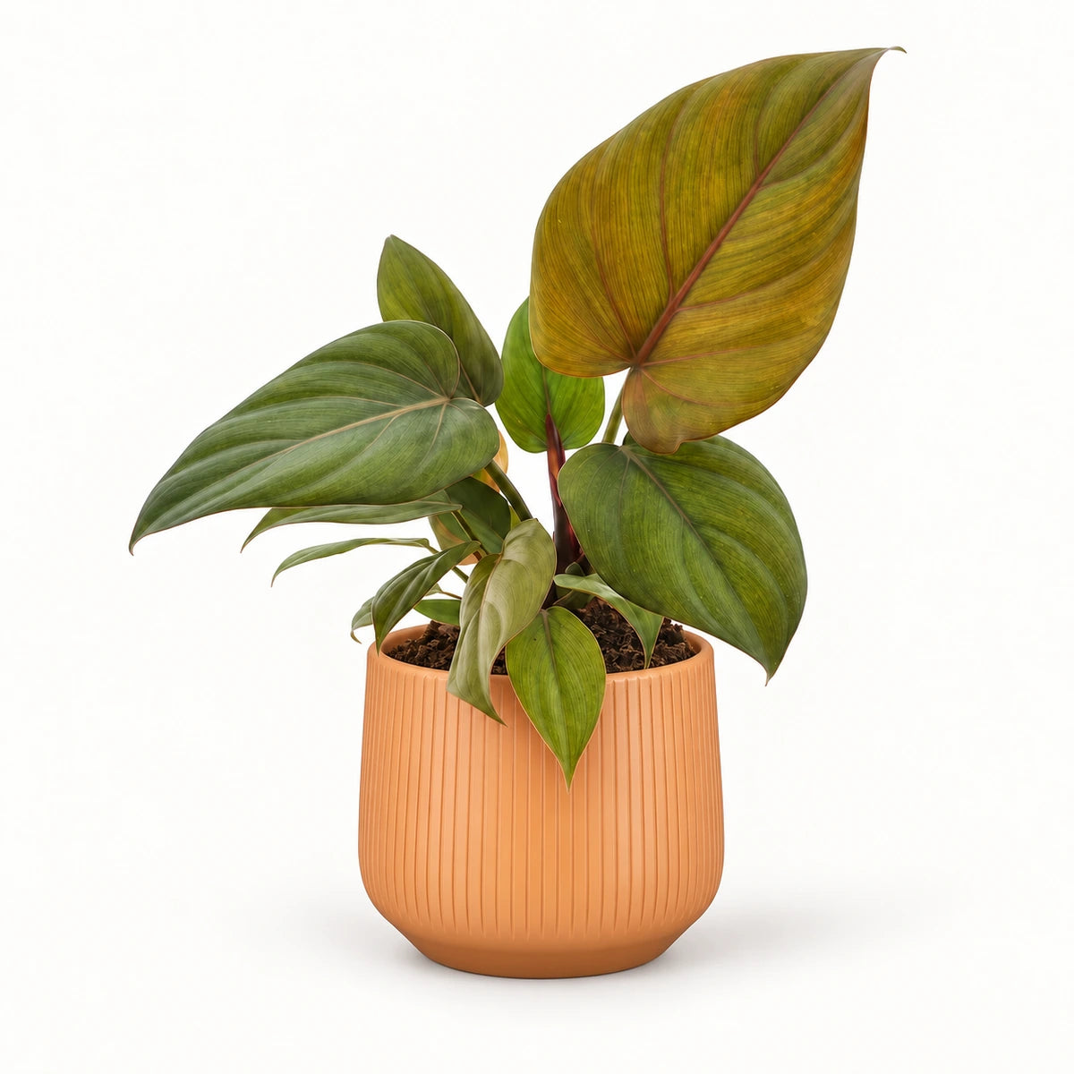 Philodendron 'Summer Glory' 12cm + Amber orange vertical 13cm (1133678)