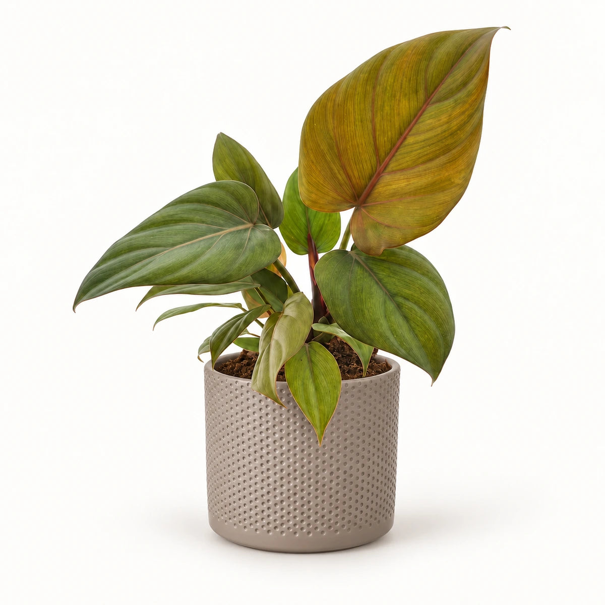 Philodendron 'Summer Glory' 12cm + Era taupe relief 14cm (1051628)