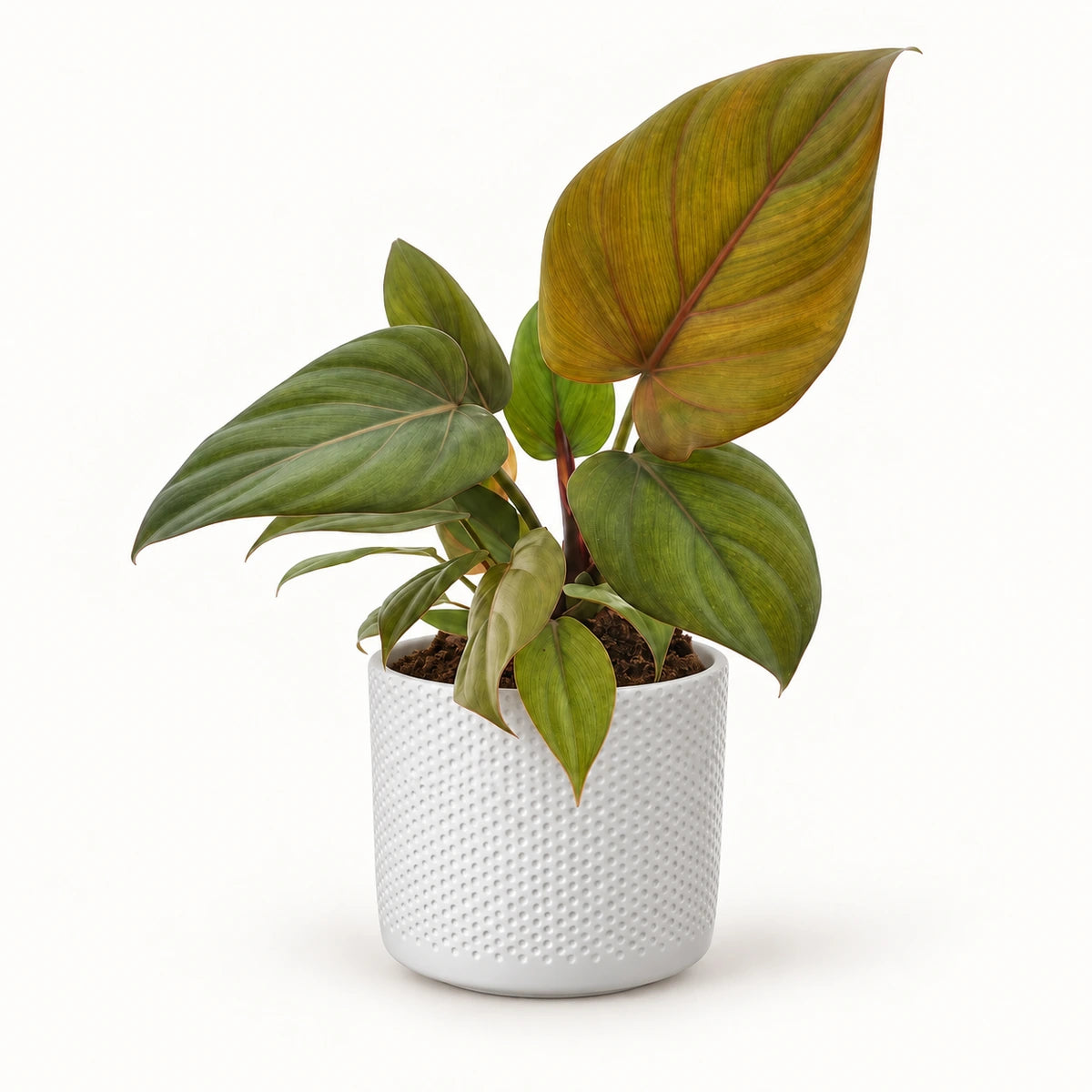 Philodendron 'Summer Glory' 12cm + Era white relief 14cm (1051623)