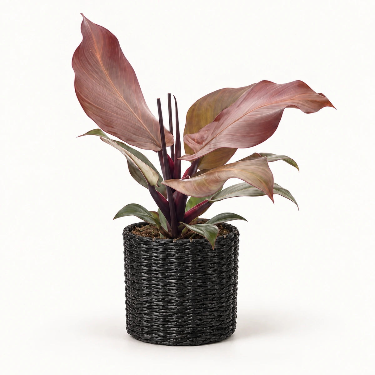 Philodendron 'Sunlight' 12cm + Alexis black 13cm (1102736) — 3