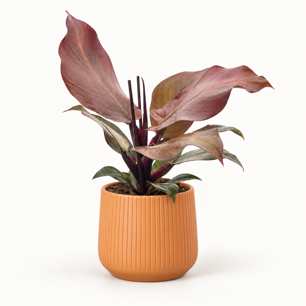 Philodendron 'Sunlight' 12cm + Amber orange vertical 13cm (1133678)