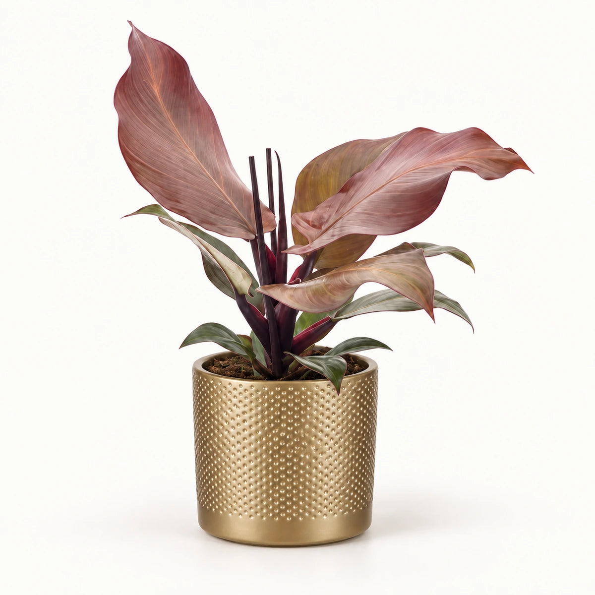 Philodendron 'Sunlight' 12cm + Era gold relief 14cm (1059868)