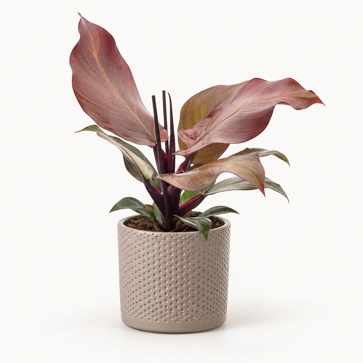 Philodendron 'Sunlight' 12cm + Era taupe relief 14cm (1051628)