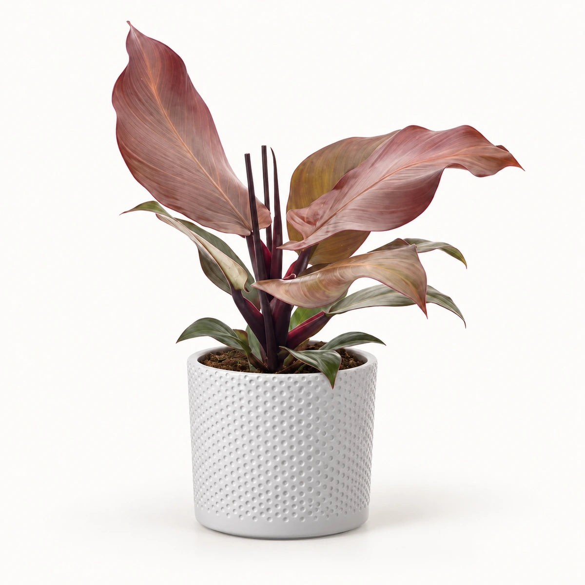Philodendron 'Sunlight' 12cm + Era white relief 14cm (1051623)