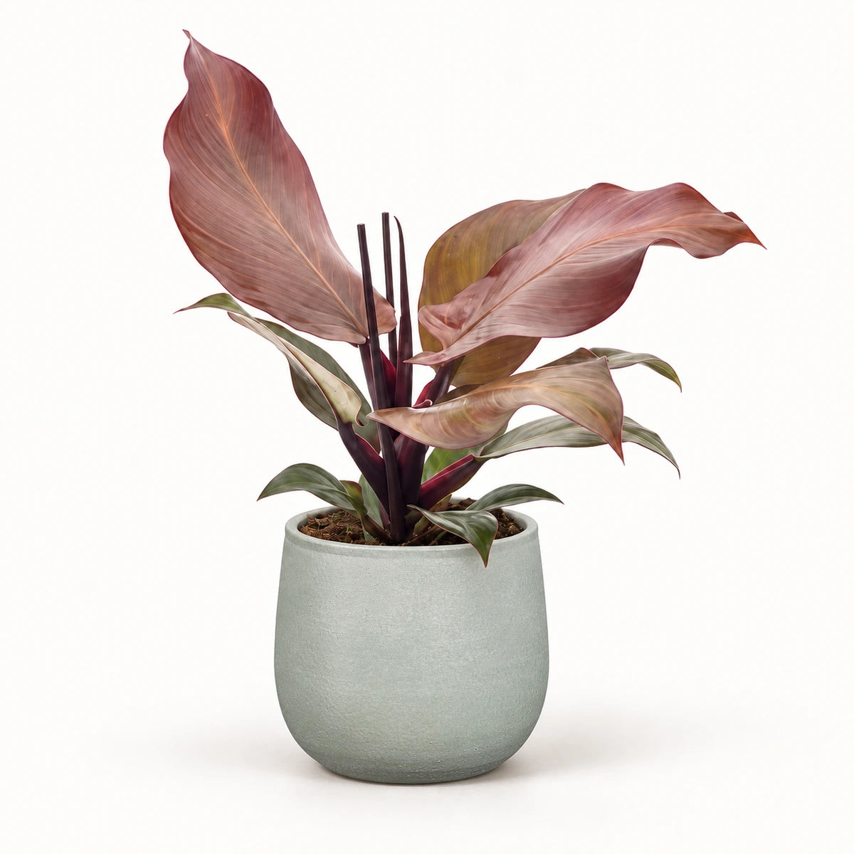 Philodendron 'Sunlight' 12cm + Sevilla grey 12.5cm (1175801)