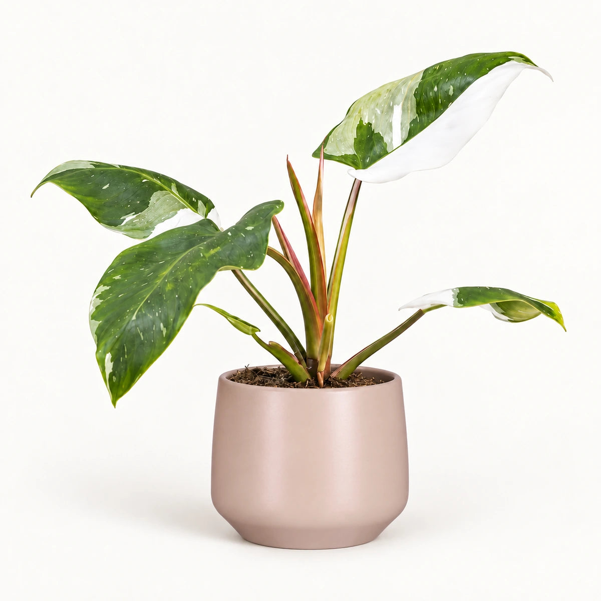 Philodendron 'white princess' 12cm + Amber l. pink matt 14.5cm (1094378)