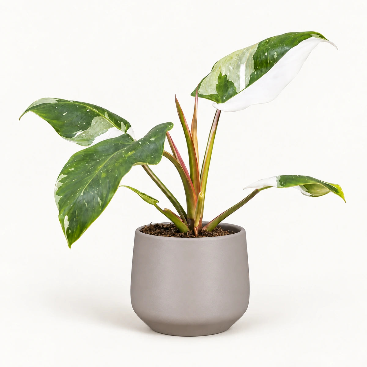 Philodendron 'white princess' 12cm + Amber taupe matt 13cm (1097322)