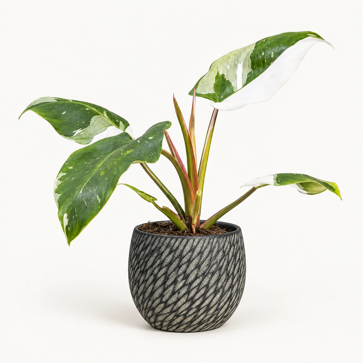 Philodendron 'white princess' 12cm + Elio anthracite 12.5cm (1163962)