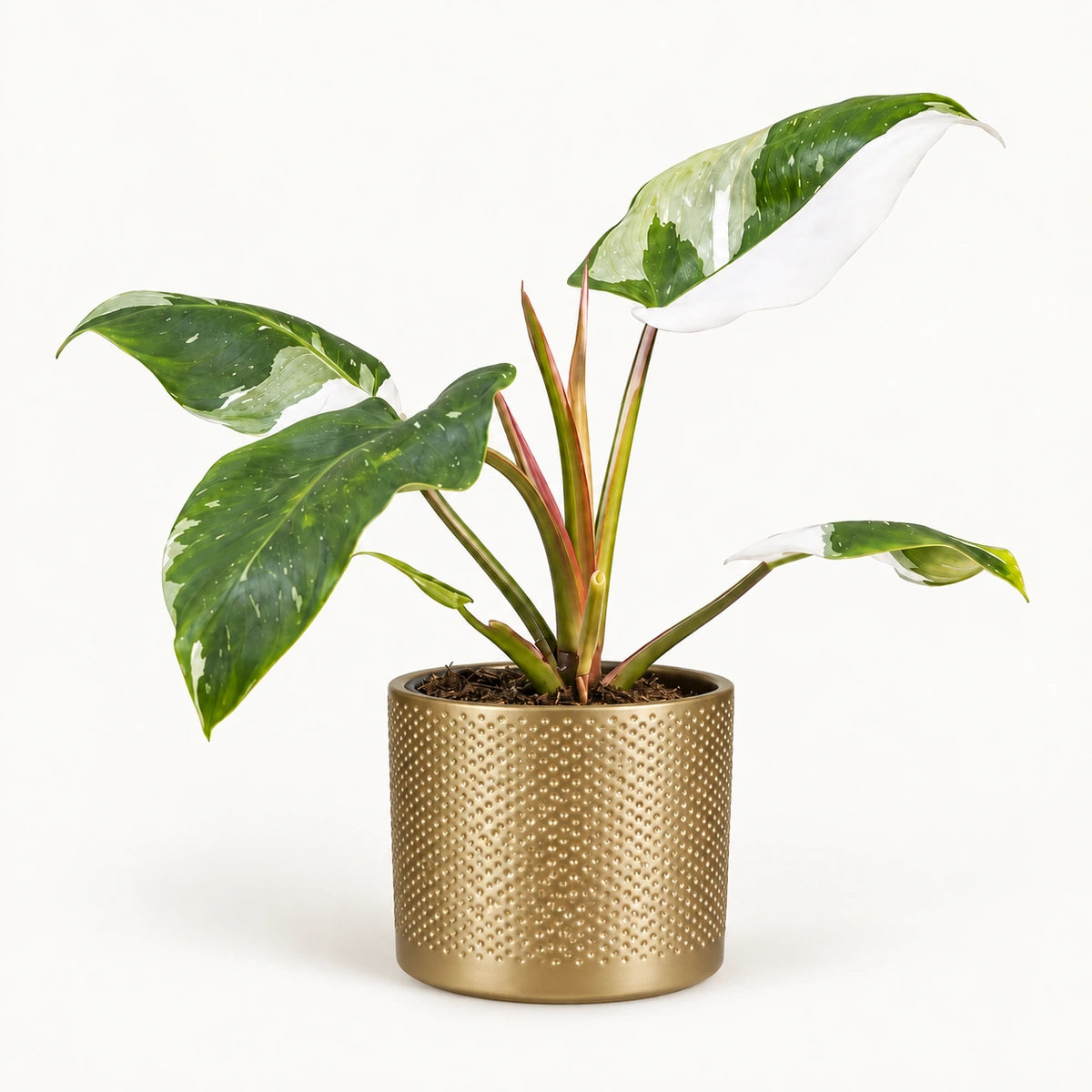Philodendron 'white princess' 12cm + Era gold relief 14cm (1059868)