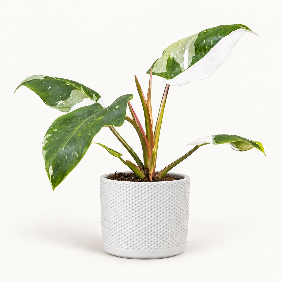 Philodendron 'white princess' 12cm + Era white relief 14cm (1051623)